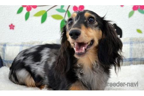 販売中のミニチュアダックスフンド(ロングヘアード)の親犬